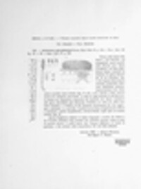 Arthrinium sporophleum image